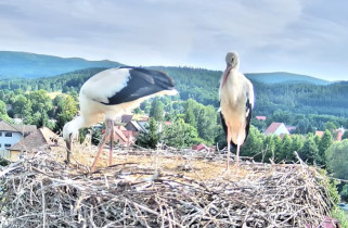 Imagen de vista previa de la cámara web Cigüeñas de Podgórzyn